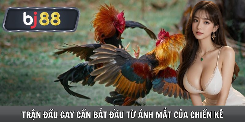 Trận đấu gay cấn bắt đầu từ ánh mắt của chiến kê
